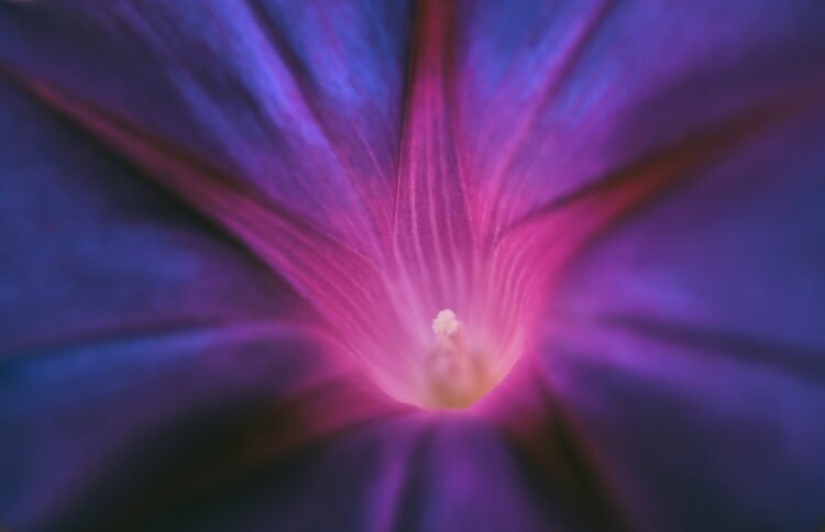 La flor de la violeta